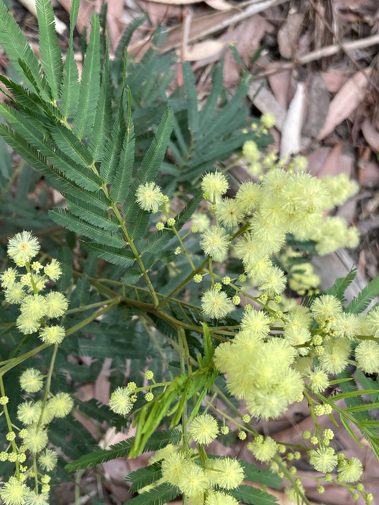 Acacia irrorata
