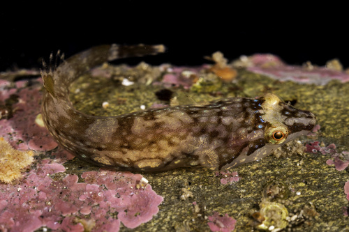 Small-headed Clingfish