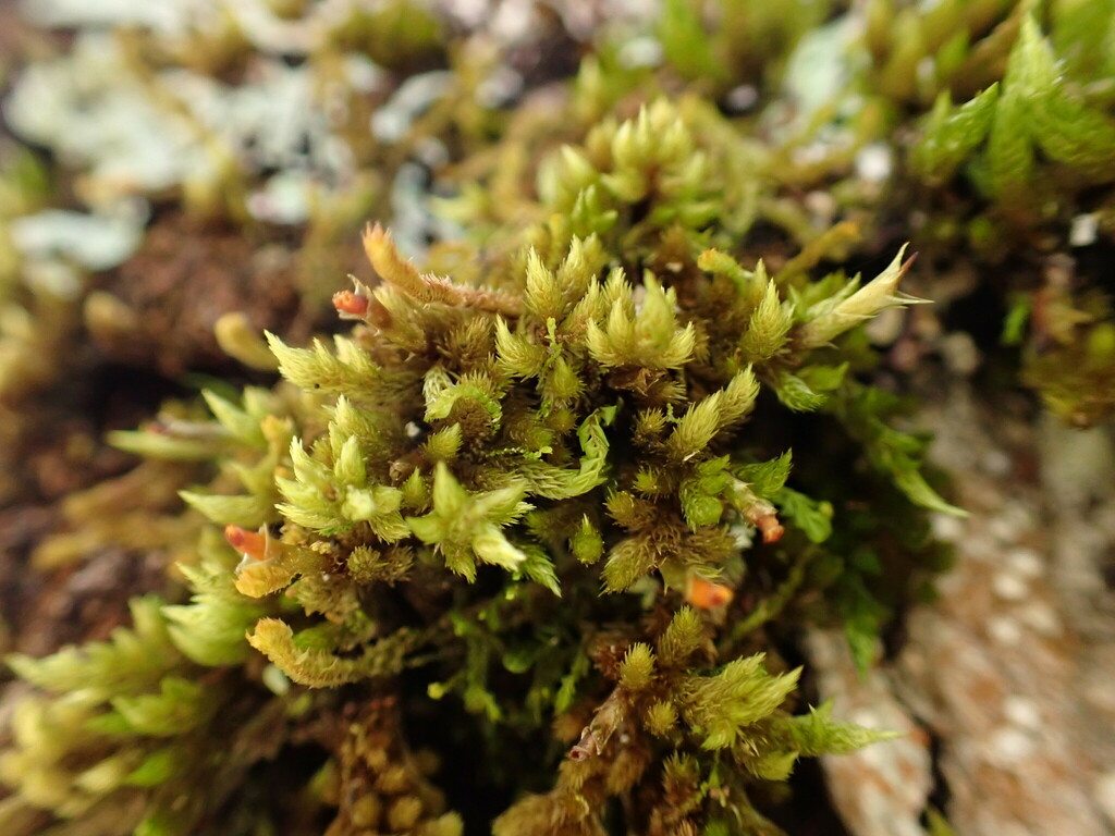 Dicnemon semicryptum