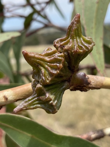 Eucalyptus coronata