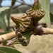 Eucalyptus coronata - Photo (c) Dean Nicolle, some rights reserved (CC BY-NC), uploaded by Dean Nicolle