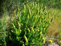 Lavandula viridis