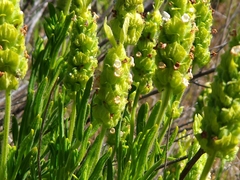Lavandula viridis