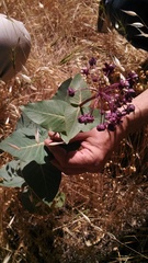 Asclepias cordifolia