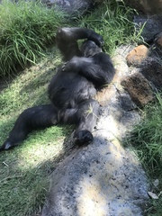 Gorilla