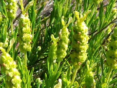 Lavandula viridis