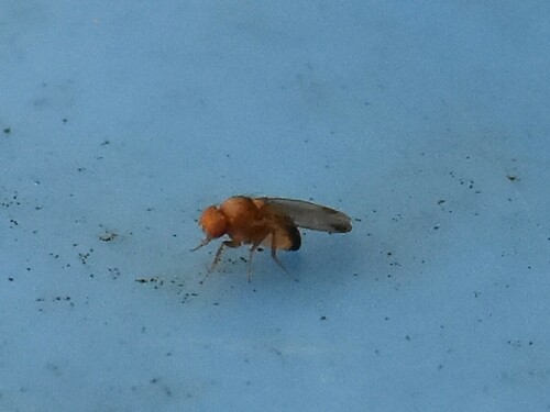 Spotted-winged Drosophila, Groesbeek, Nederland, photo 7 of 10