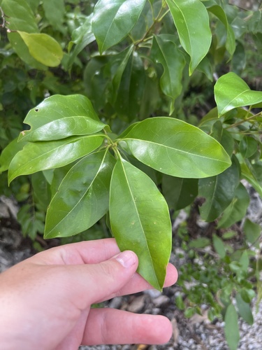 Ironwood (Chionanthus caymanensis)