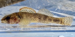 Sunburst Darter photo 5