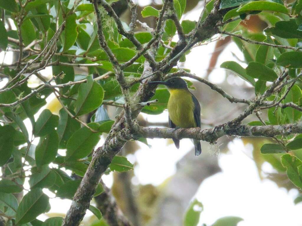 Slaty-chinned Longbill (Toxorhamphus poliopterus) photo