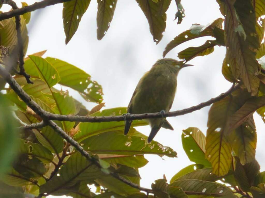 Yellow-streaked Honeyeater (Ptiloprora meekiana) photo