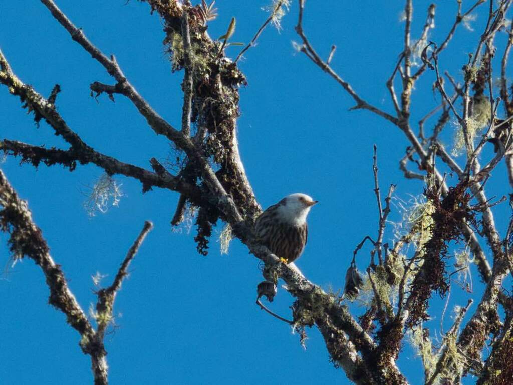 Papuan Sittella photo
