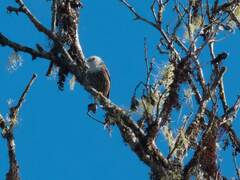 Papuan Sittella photo 3