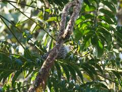 Papuan Sittella photo 2