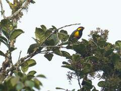 Tit Berrypecker photo 4