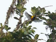 Tit Berrypecker photo 3