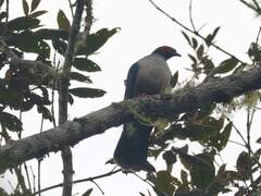 Papuan Mountain-Pigeon photo 5