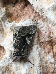 Behrensia conchiformis