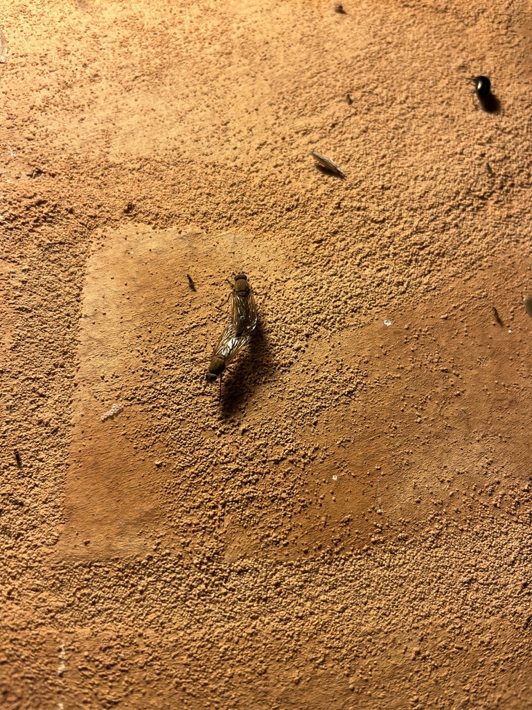 Anabarhynchus from Dairy Rd, The Oaks, NSW, AU on December 13, 2023 at