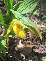Cypripedium parviflorum pubescens