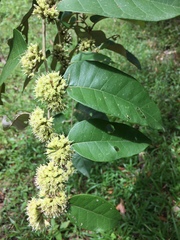 Piptocarpha poeppigiana