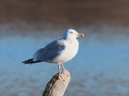 Observations by vogelbild · iNaturalist