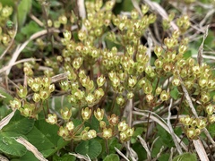 Androsace occidentalis