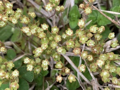 Androsace occidentalis