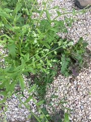 Myosotis macrosperma