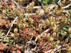 Androsace occidentalis