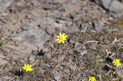 Crocidium multicaule