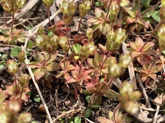 Androsace occidentalis