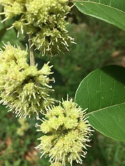 Piptocarpha poeppigiana