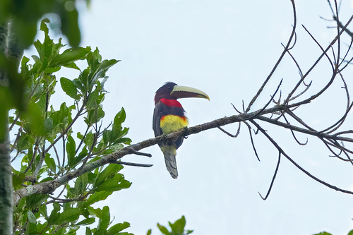 Brown-mandibled Aracari