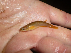 Atlantic Coastal Rivulus photo 1
