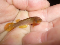 Atlantic Coastal Rivulus photo 2