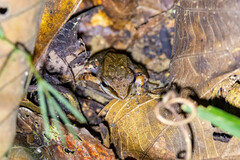 Pachitea Robber Frog photo 5
