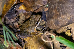Pachitea Robber Frog photo 3