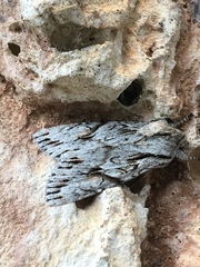Egira crucialis