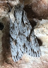 Egira crucialis