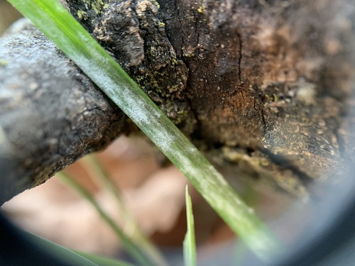 Blumeria graminicola