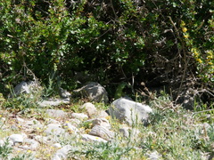 Lacerta trilineata polylepidota