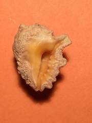 Drupina grossularia