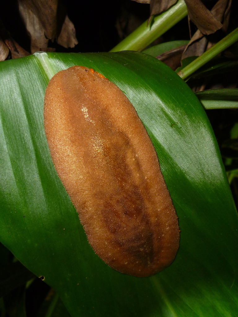 Phyllocaulis boraceiensis