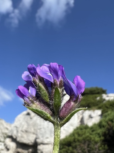 Oxytropis prenja