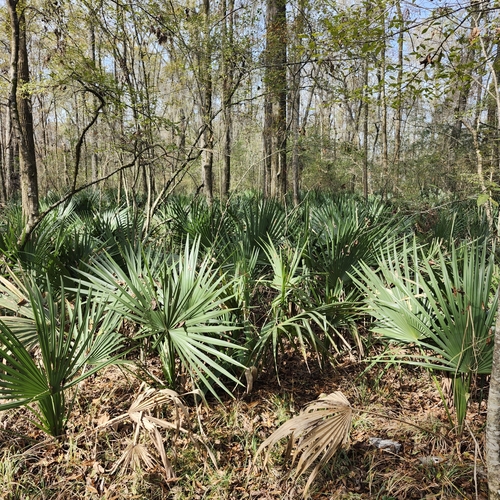 Sabal minor