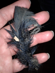 Aves