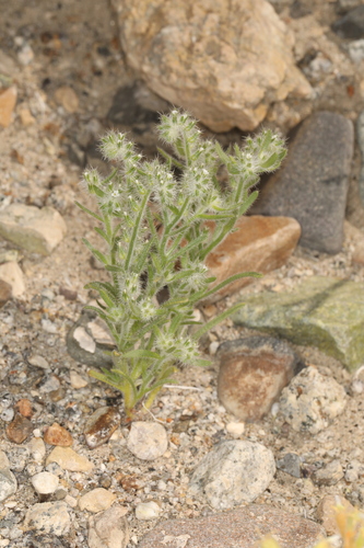Image of Cryptantha barbigera by (c) Steve Matson, some rights reserved (CC BY)