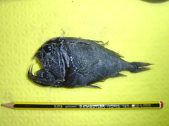 Anoplogaster cornuta