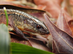 Peracca's Largescale Lizard photo 4